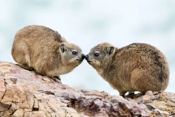 Слоны 2.0: что мы знаем о даманах Слоны 2.0: что мы знаем о даманах